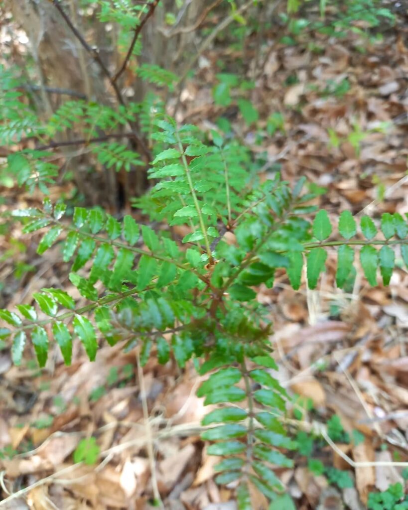 山椒の葉1