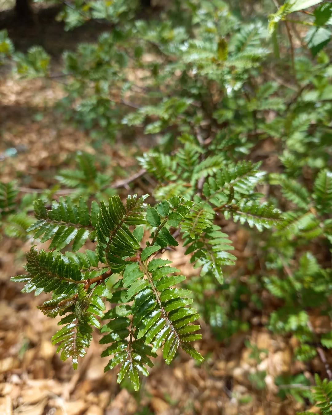 山椒の葉2