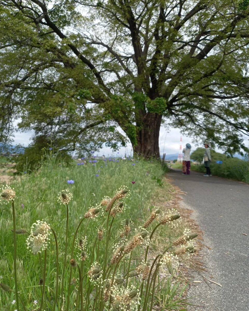 荒川の土手のエノキ 2
