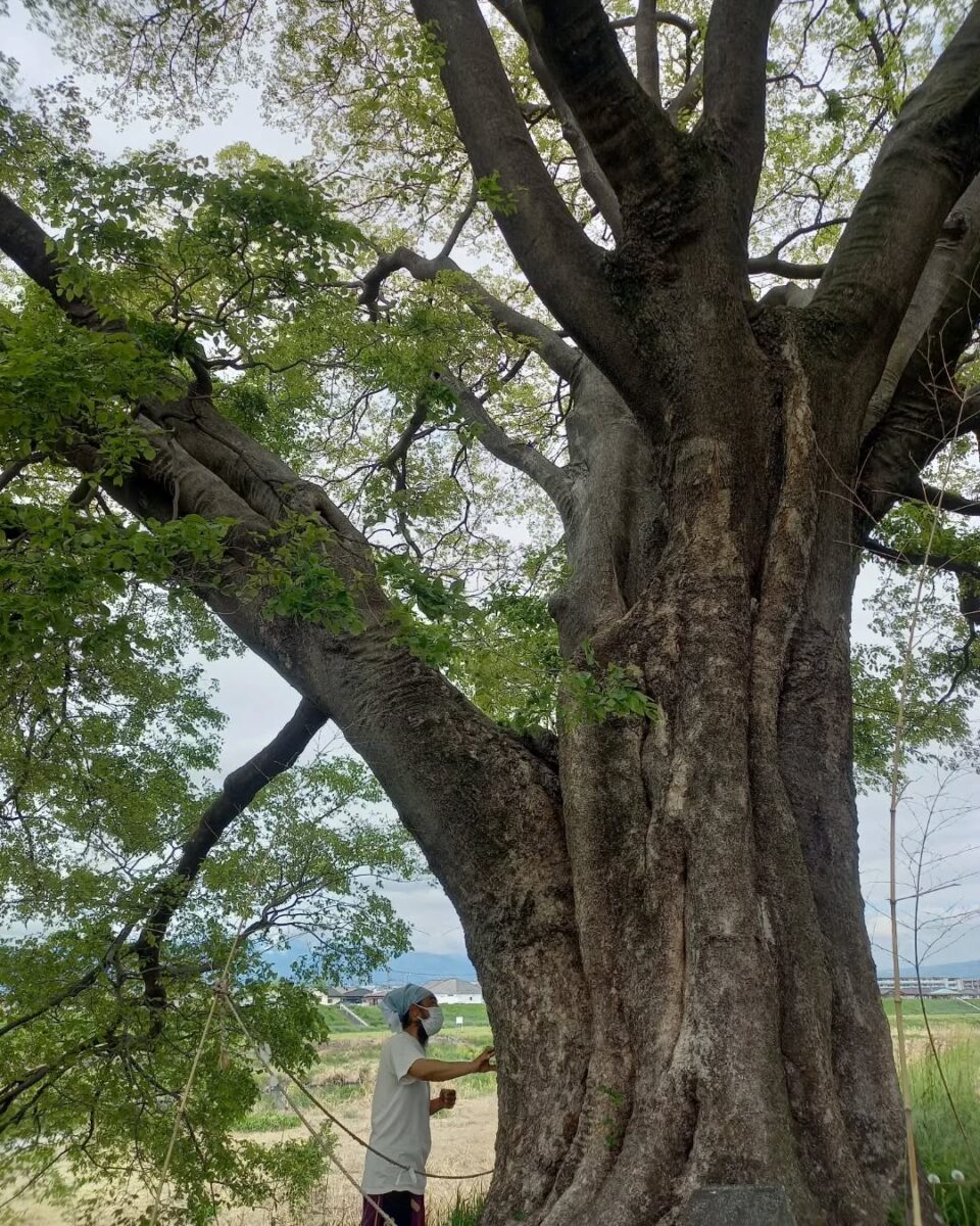 荒川の土手のエノキ 3