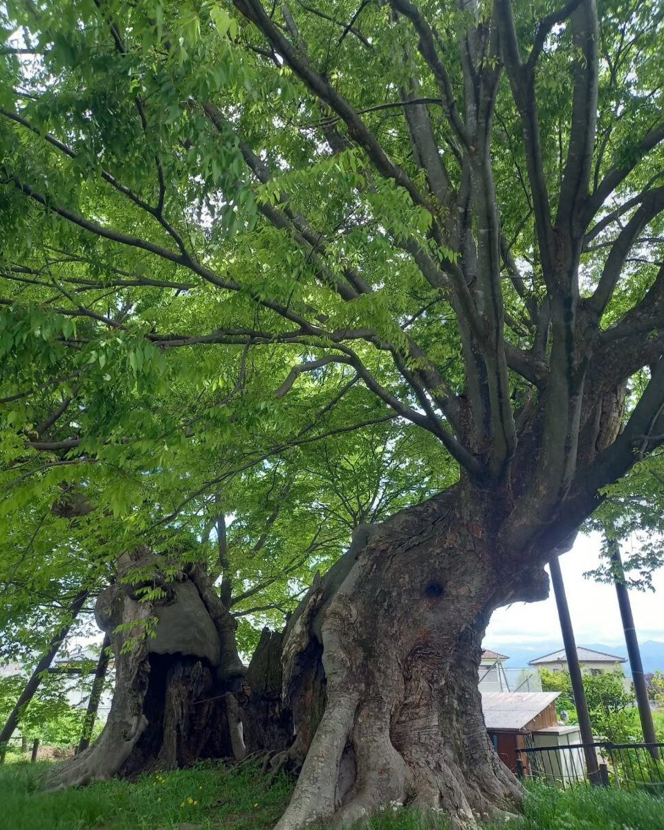 三恵の大ケヤキ 3