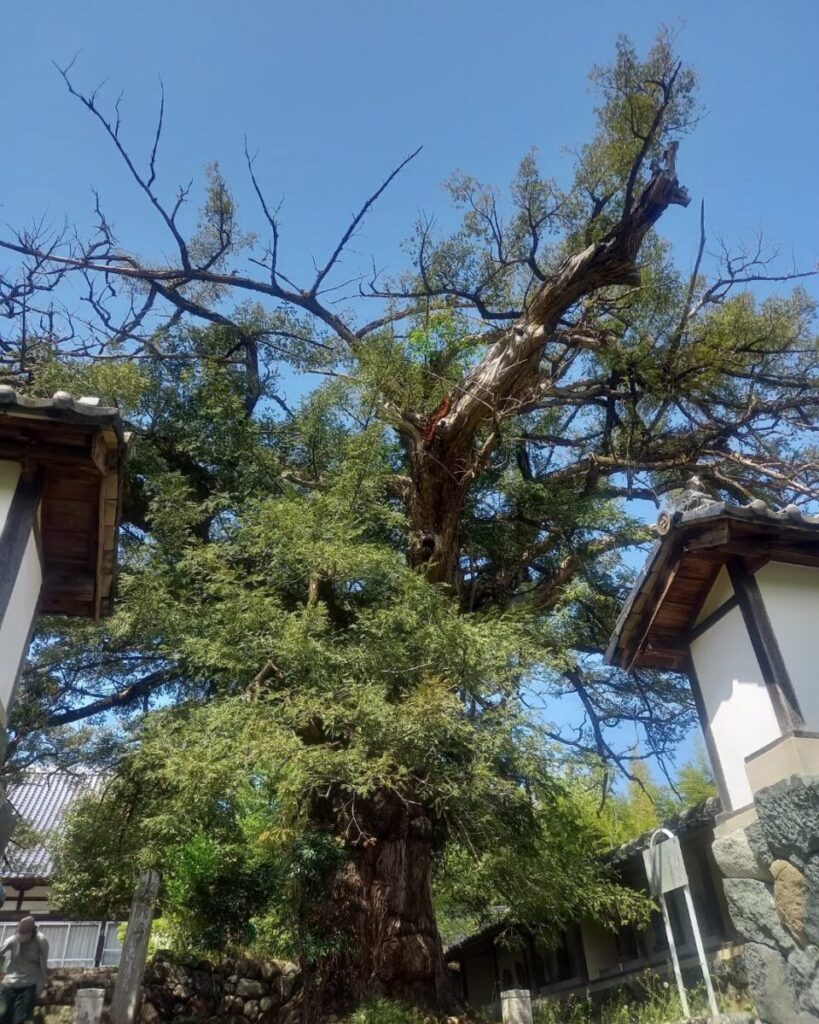 広誓院のカヤの木 2
