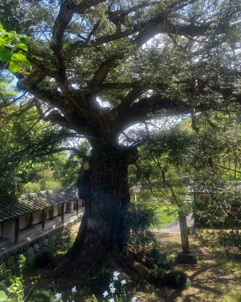 広誓院のカヤの木 4