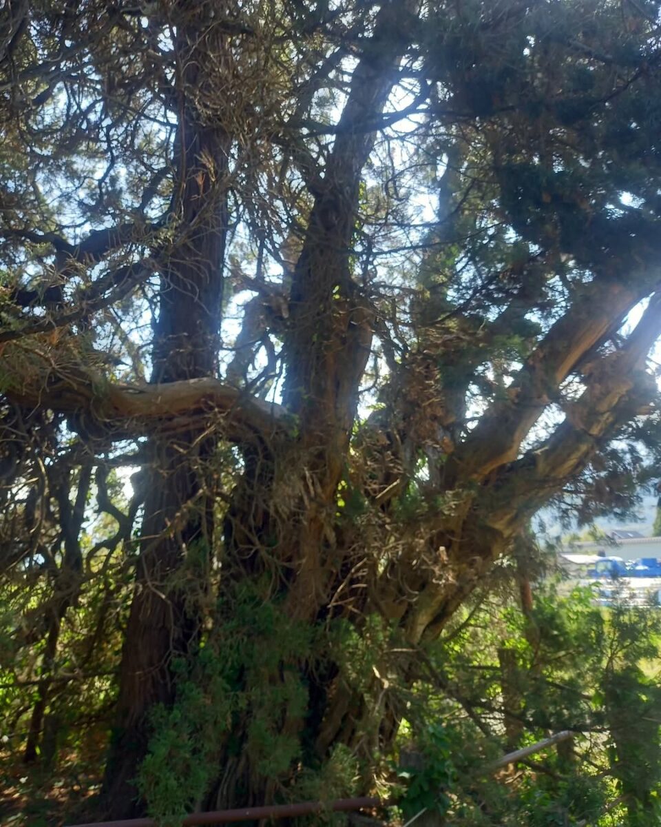 古長禅寺のビャクシン 1