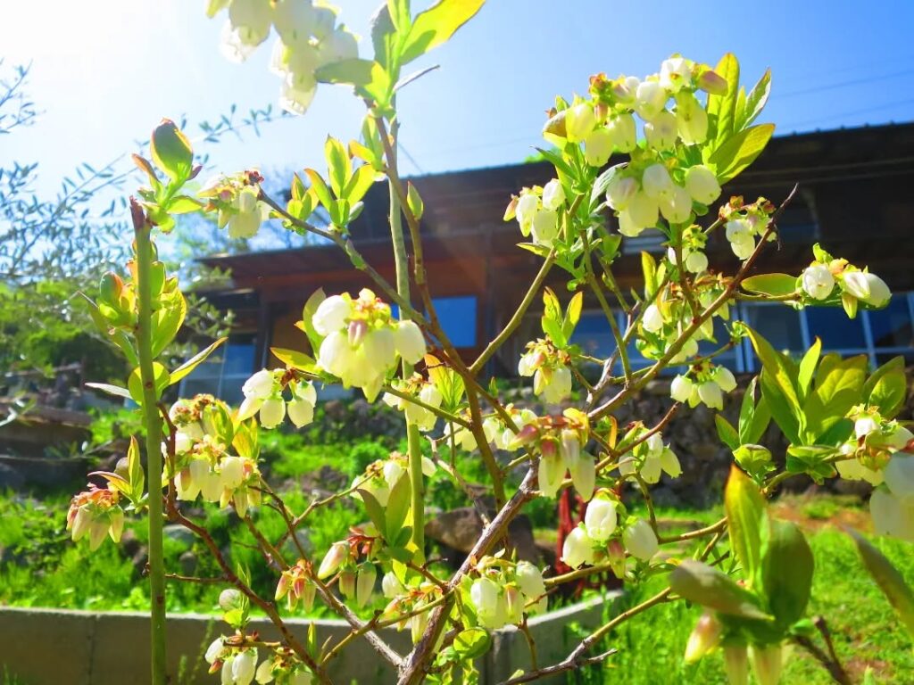 ブルーベリーの花