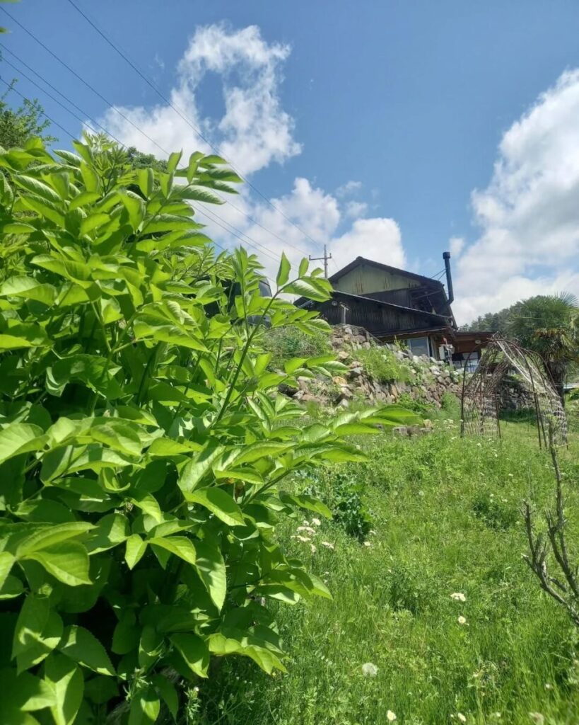 畑の草刈り前