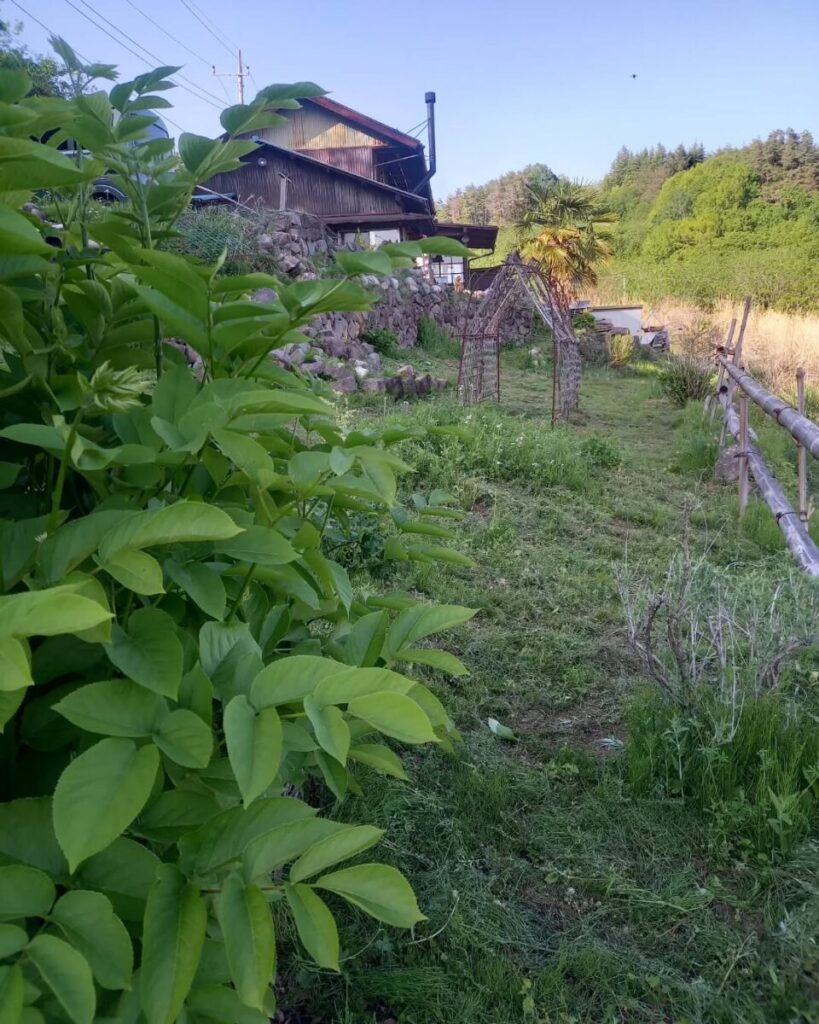 畑の草刈り後