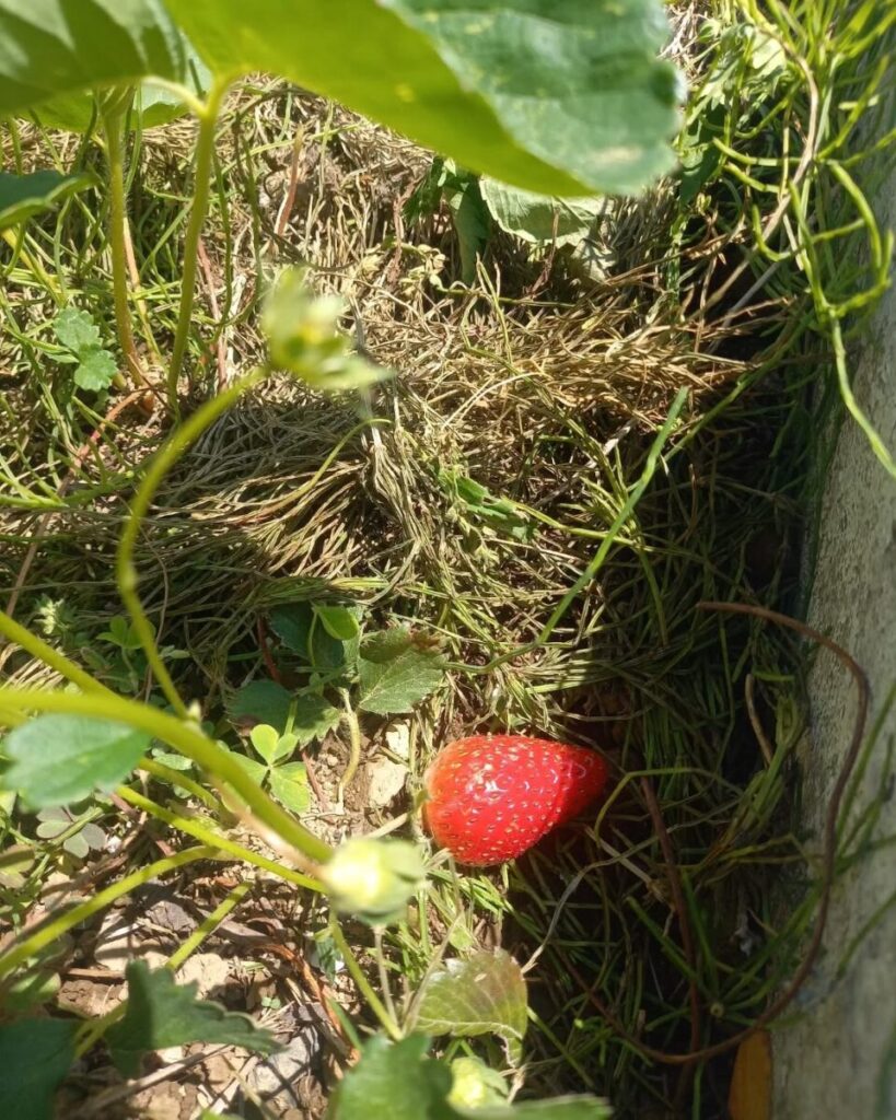 畑の苺