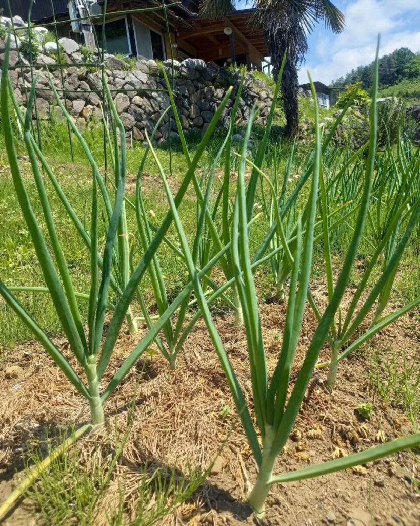 畑の玉ねぎ