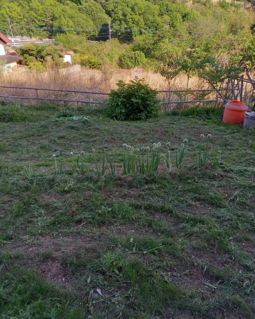 畑の草刈り後